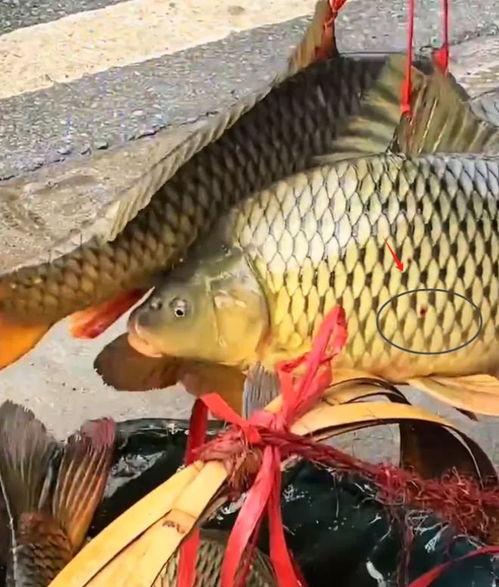 鱼死网最新爆料,揭秘娱乐圈惊天内幕