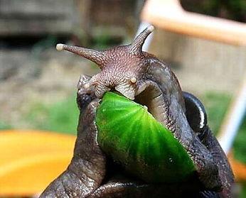 在线观看免费观看蜗牛,在线观看无障碍体验