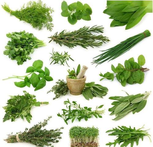 野菜生活爆料视频大全下载,视频大全下载，揭秘自然之美与生活智慧