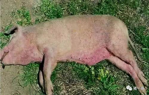 猪链球菌爆料方法视频,一图读懂防控要点