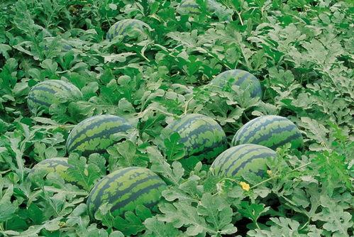 宜丰网红吃瓜群微信号,揭秘当地美食圈风云变幻！”